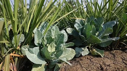 કામરેજ તાલુકાના ઉંભેળ ગામના ખેડૂત હેમંતભાઈ પટેલ વિદેશમાં કુદરતી પીણું નિરો નિકાસ કરીને ડોલરમાં કમાણી કરશે