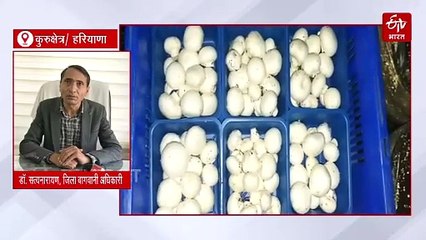 मशरूम कंपोस्ट और प्रोडक्शन यूनिट लगाने पर मिल रहा 40 प्रतिशत सरकारी अनुदान, जानें कैसे मिलेगा इसका लाभ