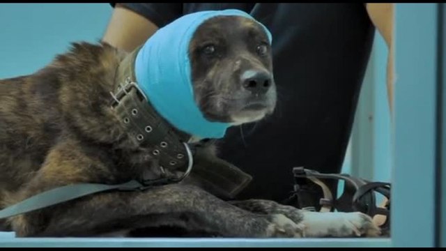 Altri animali , il doc su veterinari e Sardegna in anteprima a Roma