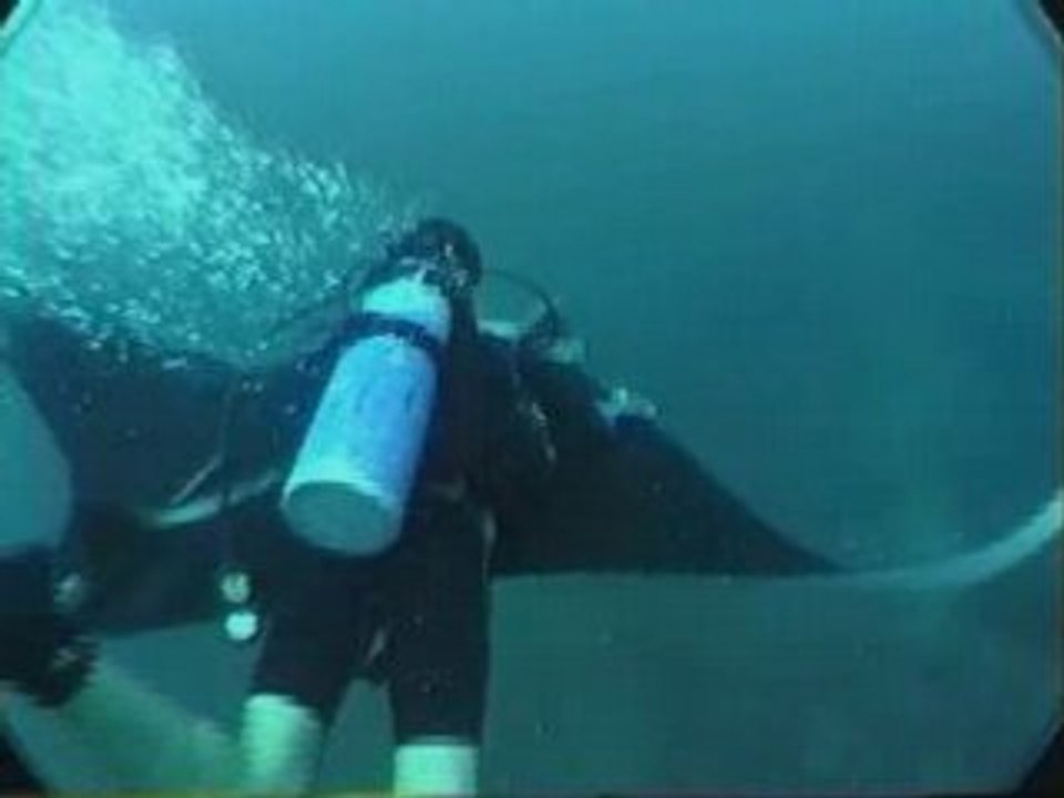 Manta