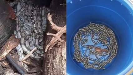 Em Sousa trabalhadores acham ninhada de cobras durante serviço