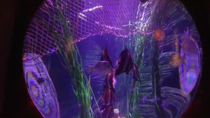 Sealife, l'acquario promuove il progetto europeo di salvaguardia degli squali