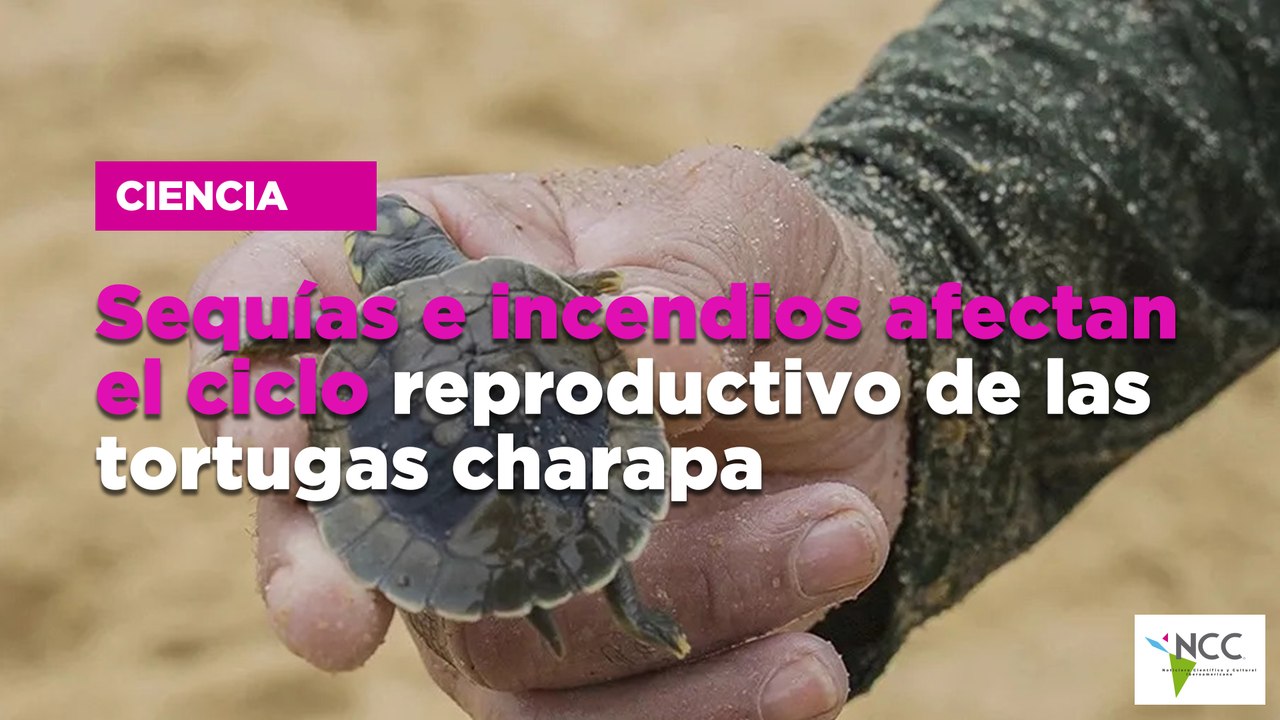 Sequías e incendios afectan el ciclo reproductivo de las tortugas charapa