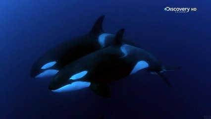 L'Isola degli Squali Fantasma (Documentario Completo)