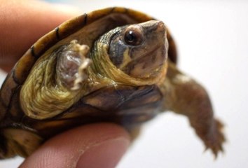 Robo de tortugas “Casquito de Vallarta” en el CUC será investigado por la FGR