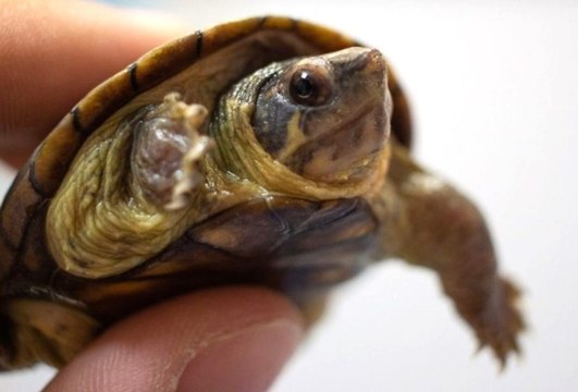 Robo de tortugas “Casquito de Vallarta” en el CUC será investigado por la FGR