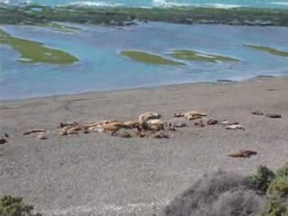 Loup de mer de Puerto Madryn