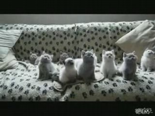 Les Chatons En rythme !