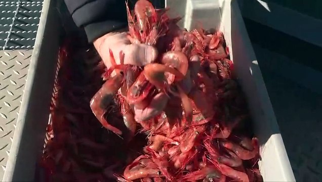 Congrès de l'association québécoise de l'industrie de la pêche : les tarifs et les changements climatiques parmi les préoccupations