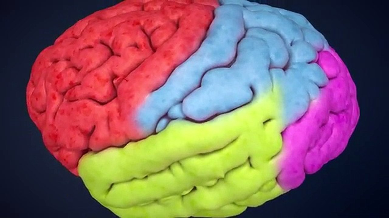 Human Nervous System (Part 2) - How the Brain Works!