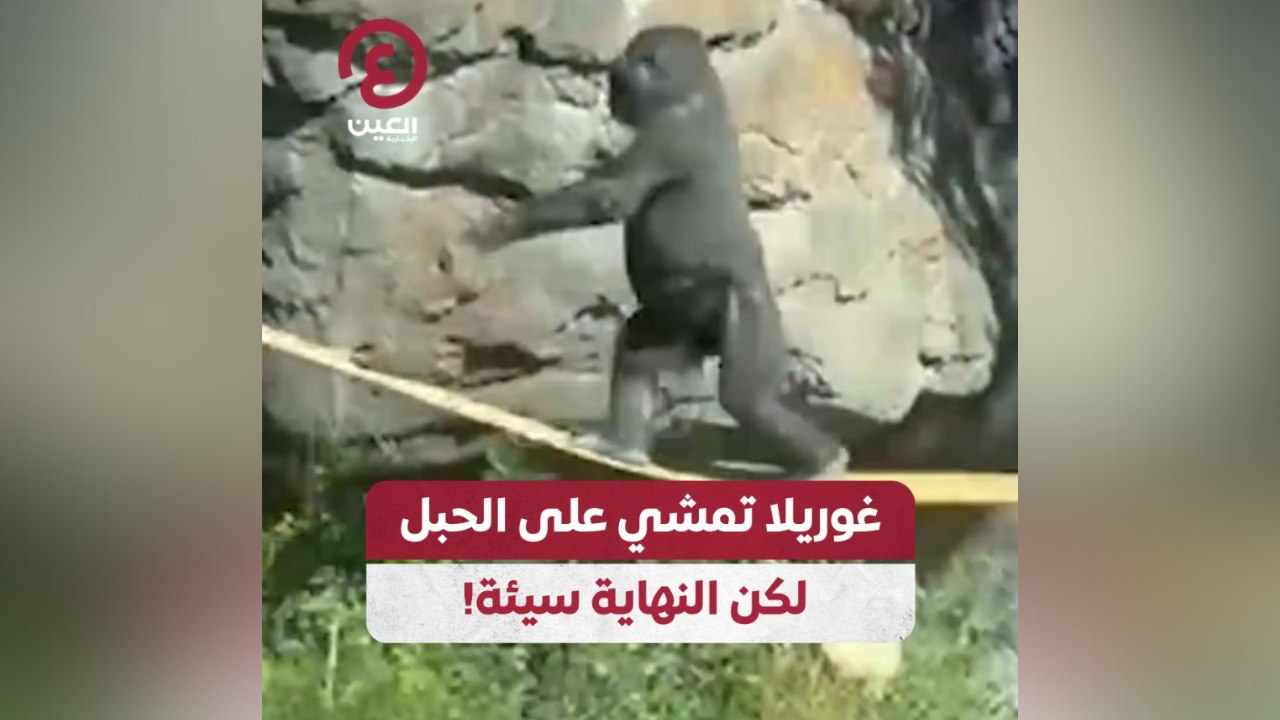 غوريلا تمشي على الحبل لكن النهاية سيئة!