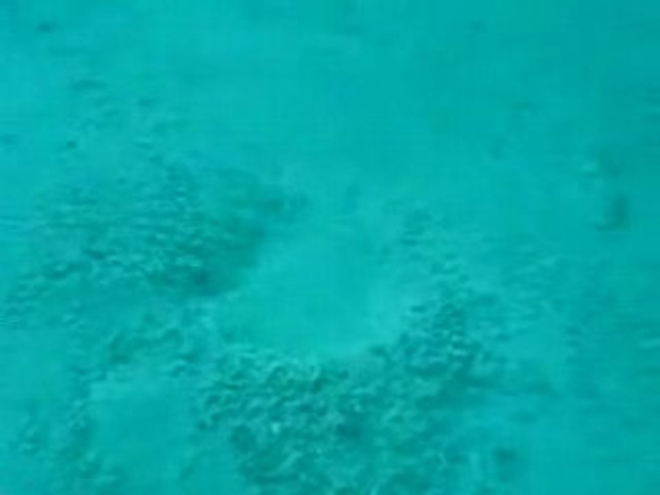 AMAZING see ANIMALS