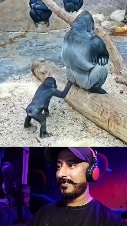 Funny Little Gorilla