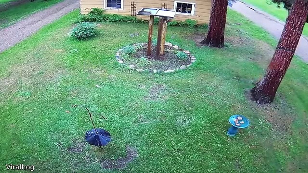 Best Security Cam Videos of the Decade