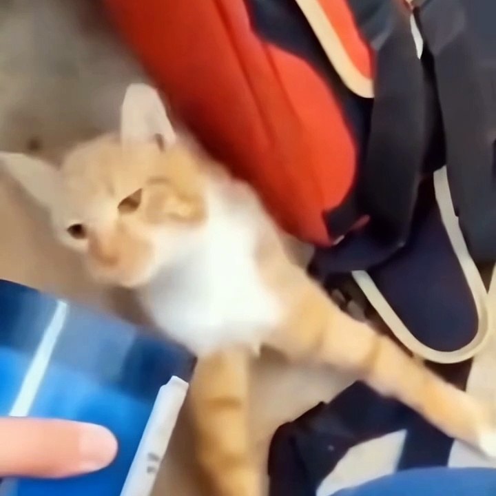 VIRAL!!! Can The Cat Do That !!
