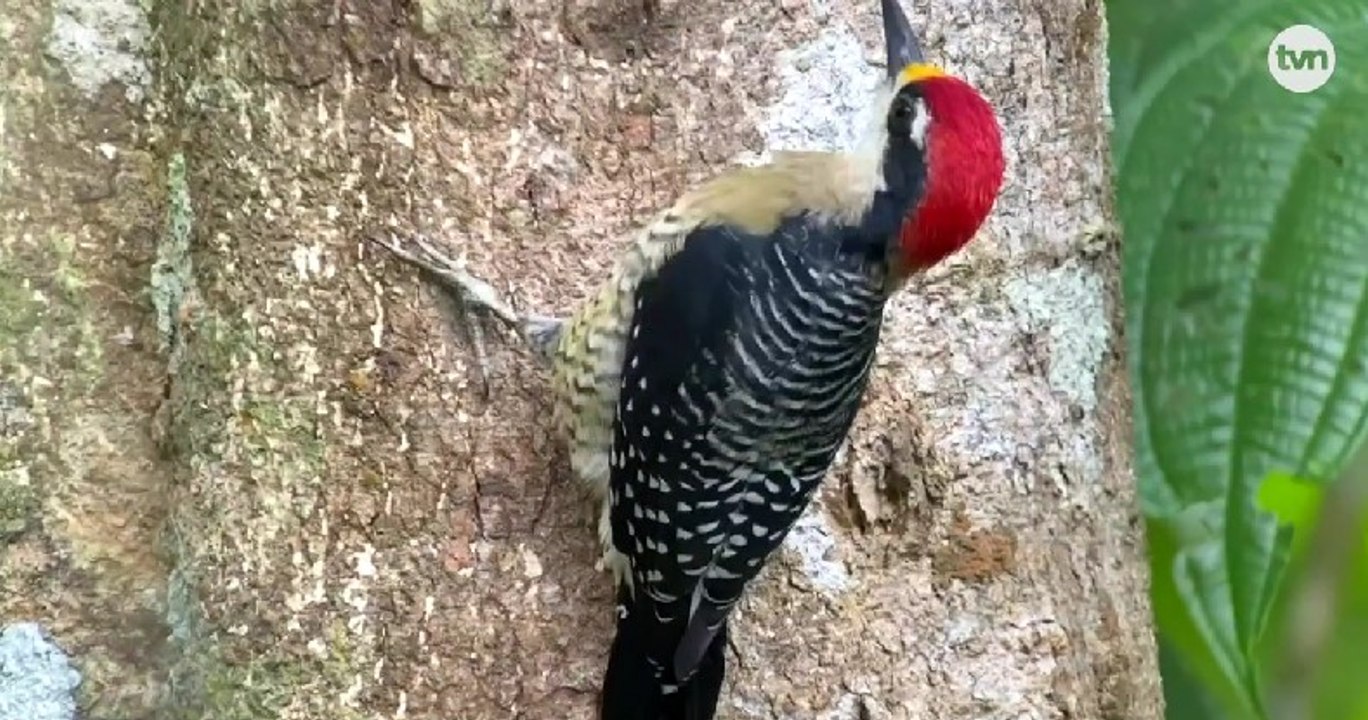 Mundo Verde: Avistamiento de aves; una oportunidad de turismo