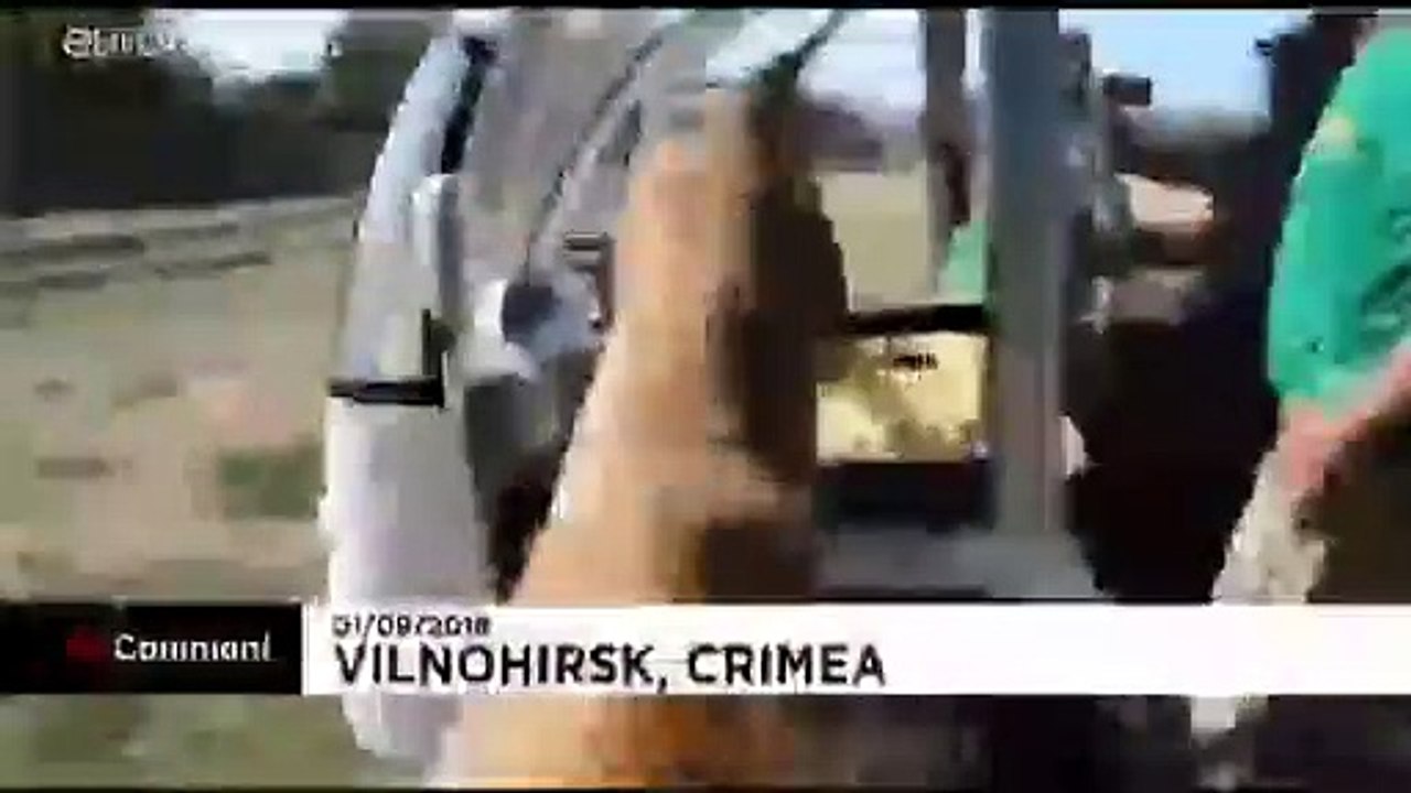 OMG 😨😨 Lion 🦁 enter in safari car full of turosit