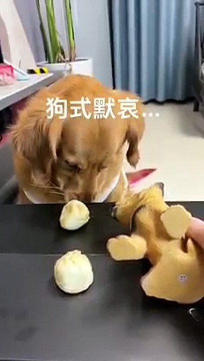 Cute dogi