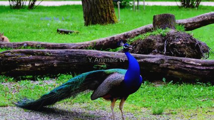 Very beautiful birds
