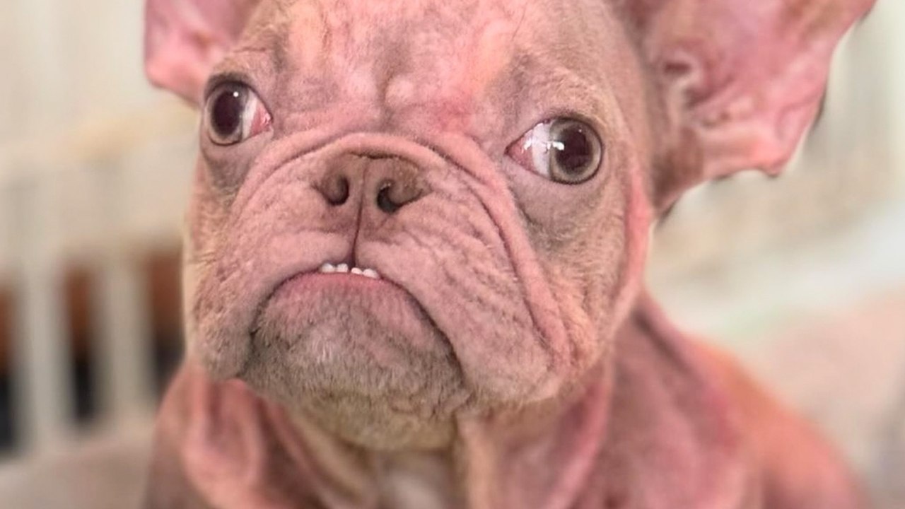 Neglected Hairless Frenchie Looks Like An Old Man