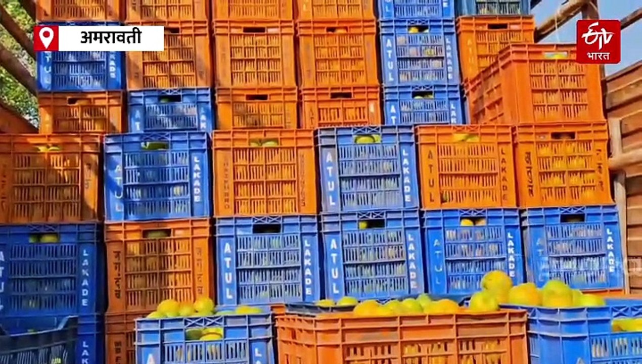 ...तर विदर्भातील संत्र्यांना मिळणार 'प्रीमियम मार्केट', संत्रा उत्पादकांनी नेमकं काय करावं? तज्ञांचं मत काय? वाचा 'ईटीव्ही भारत'चा स्पेशल रिपोर्ट