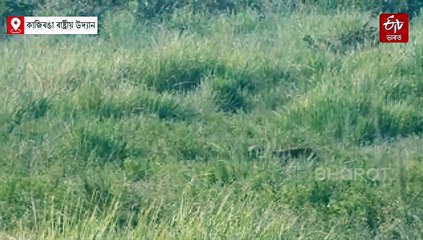 কাজিৰঙাত কেমেৰাৰ সন্মুখত বনৰজাই থপিয়াই নিলে হৰিণা