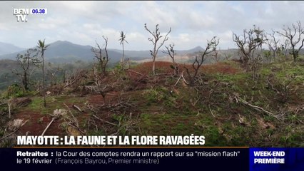 Mayotte: la faune et la flore ravagées
