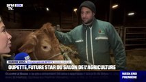 Oupette, futur star du salon de l'agriculture