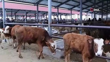 Oltu'da hayvan pazarı yeniden açıldı!