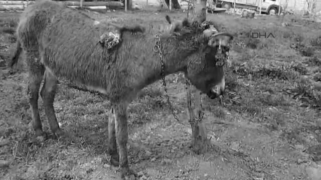 Sivas'ta ölüme terk edilen 'Kadife'nin son hali görenleri şaşırttı!