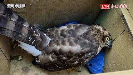 暖心媽媽救助歪頭鳥，竟是珍貴保育猛禽鳳頭蒼鷹🦅