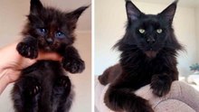 Maak kennis met Cobra, de gigantische Maine Coon-kat die blijft groeien