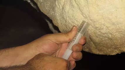 Türkiye'de ilk defa 'Ay sütü' bakterisi bulundu