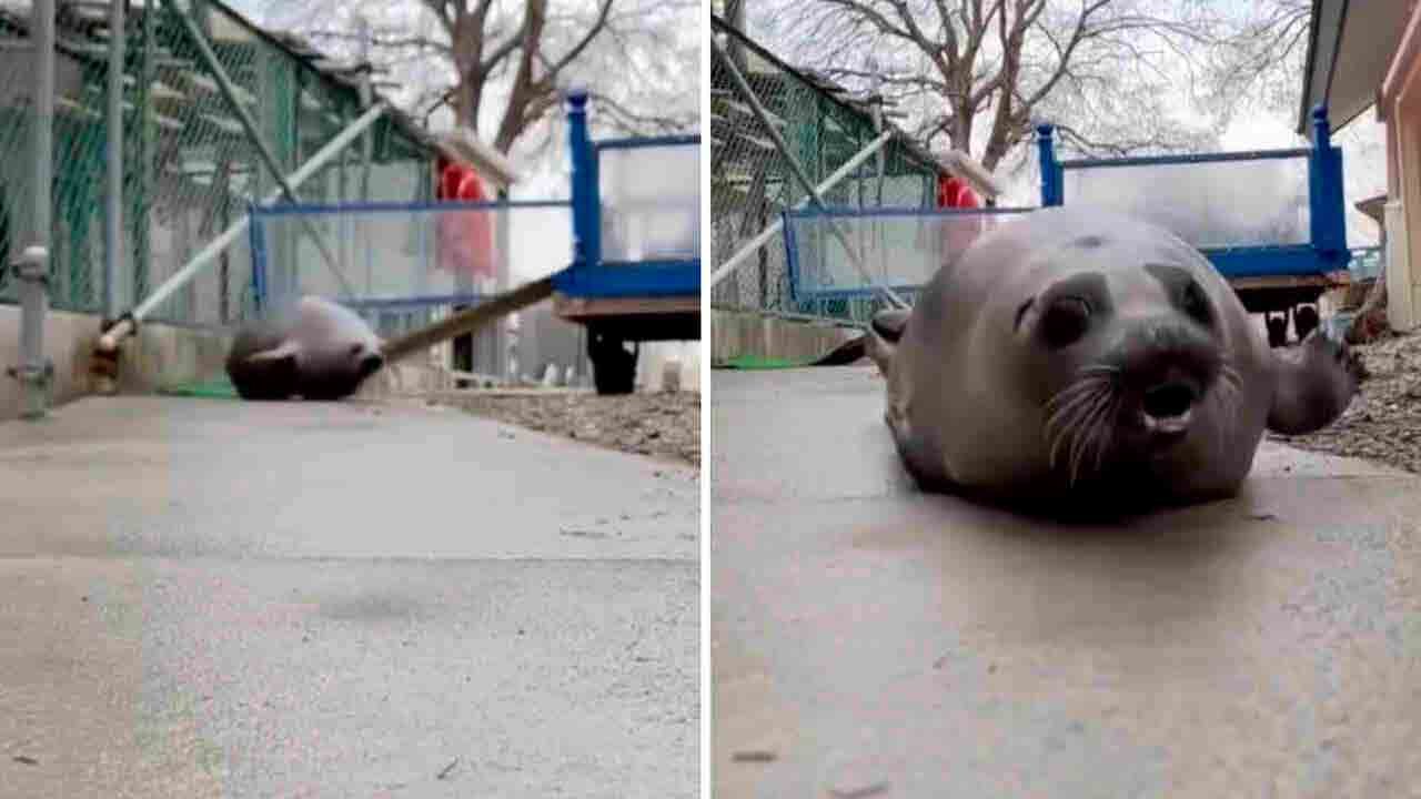 Hilarische video: weinig is grappiger dan een zeehond die zich over land verplaatst