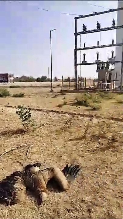 बर्ड फ्लू से जैसलमेर में मेहमान पक्षियों की मौत का सिलसिला जारी, प्रशासन अलर्ट