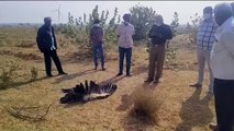 बर्ड फ्लू से जैसलमेर में मेहमान पक्षियों की मौत का सिलसिला जारी, प्रशासन अलर्ट