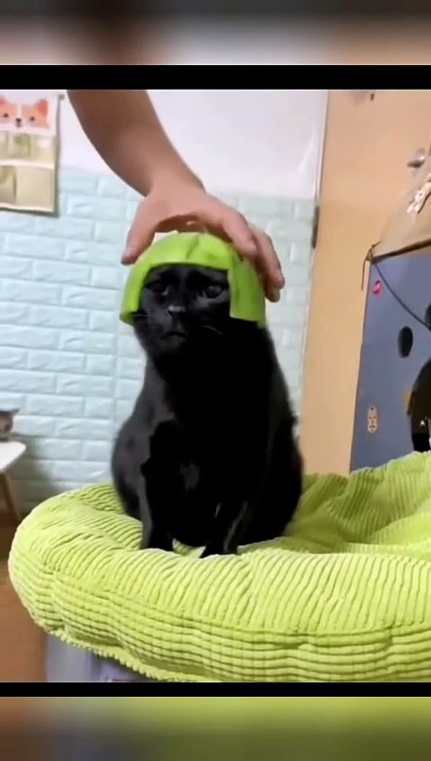 ⁣🐶🐱 Hilarious Pet Moments 🎉