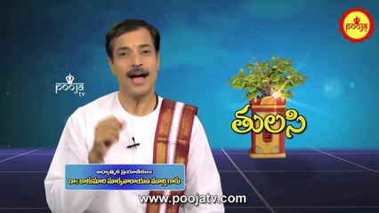 తులసి కథ...ప్రాధాన్యత ఏమిటో తెలుసా ? | Tulasi Pooja | Tulasi Katha | Tulasi Benefits | PoojaTVTelugu