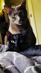 Hilarious Feline Antics 😺 Watch these adorable cats bring smiles to your face! 😻 #CatLovers #FunnyAnimals