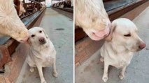 Schattige video toont een koe die een hond aait