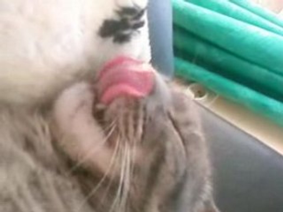 chat qui reve