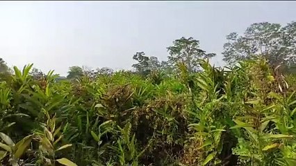 কংক্ৰিটৰ সু- উচ্চ চূড়াত গৃহ হাৰা পক্ষীৰ ক্ৰন্দন।নুমলী কুঁৱৰীৰ স্মৃতি বিজৰিত ঐতিহাসিক ৰৌদুৱাৰ বিলত বেদখল। স্মাৰক পত্ৰ প্ৰদান। গা লৰা নাই বোকাখাত প্ৰশাসনৰ।