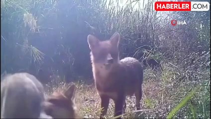 Çankırı Ormanlarında Yaban Hayatı Kameralara Yansıdı