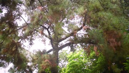 Stunning Cinematic Video of Herlin & Dika 🎬