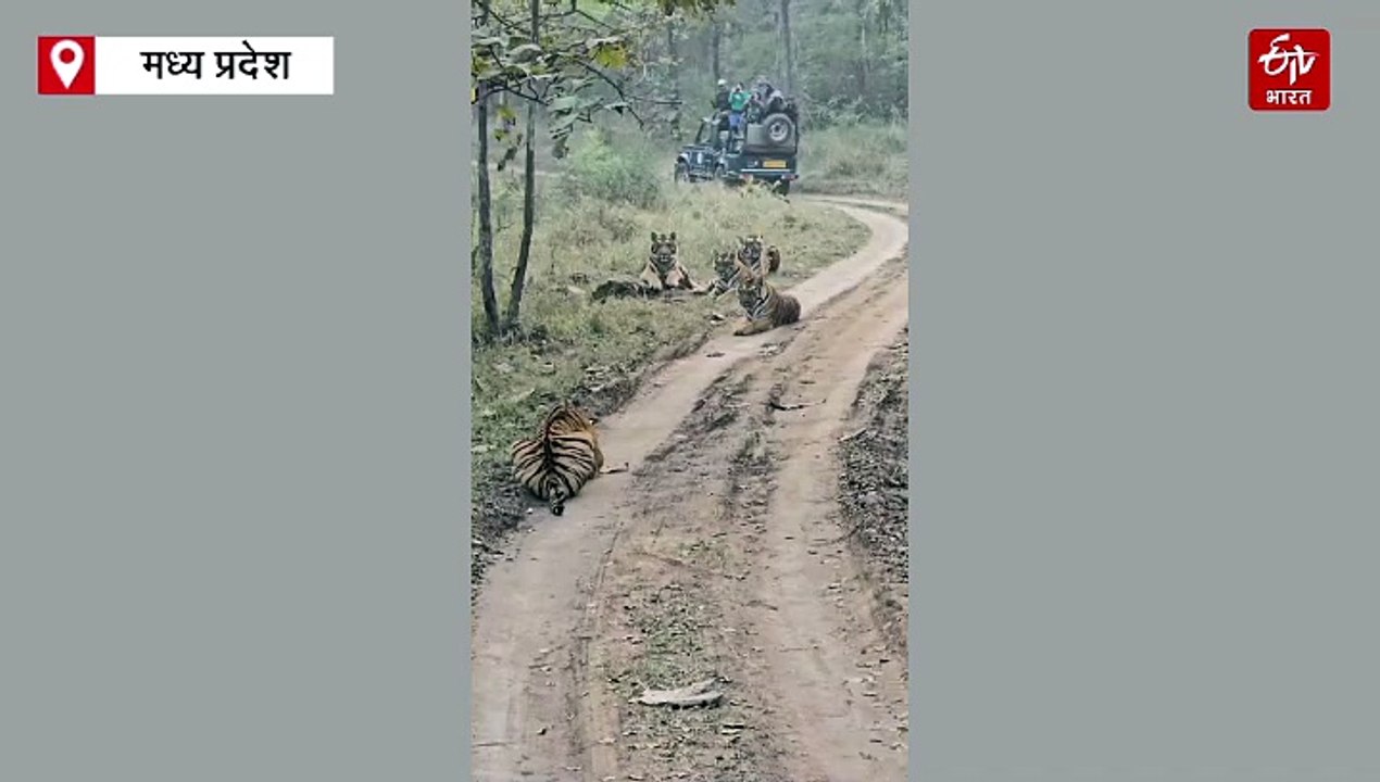 सतपुड़ा टाइगर रिजर्व में टाइगर फैमिली ने रोका टूरिस्ट का रास्ता, जमकर लिया सनबाथ
