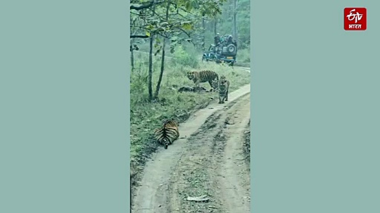 सतपुड़ा टाइगर रिजर्व में टाइगर फैमिली ने रोका ट...