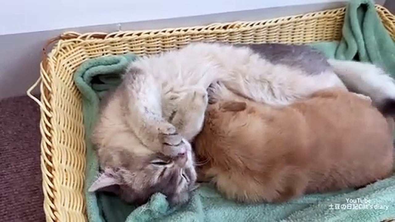 Shiba Inu is the bodyguard of puppies and kittens.The abandoned golden retriever puppy is happy(360P)