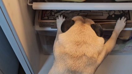 Foodie pug pays a hilarious price for letting its guard down