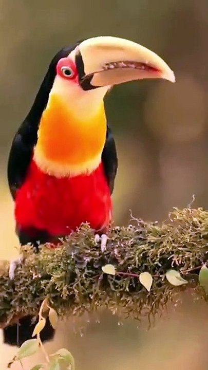 funny animal vedios every time