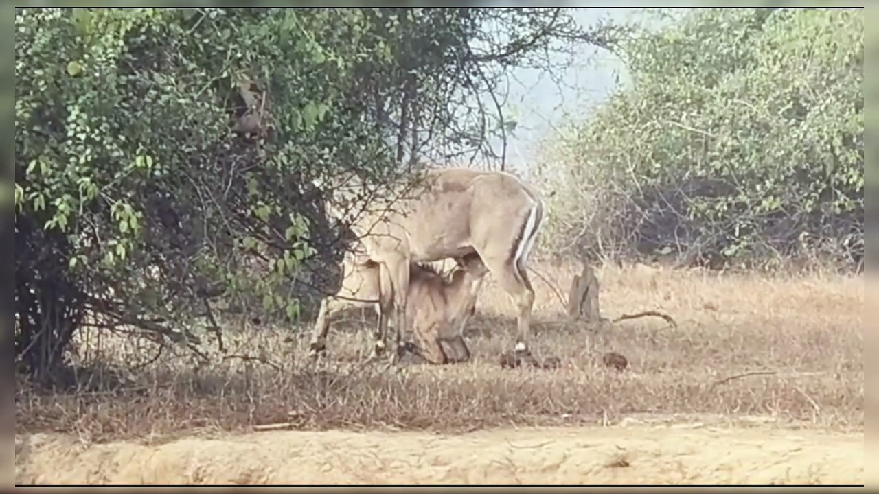 पन्ना टाइगर रिजर्व से दुर्लभ वीडियो हुआ वायरल जिसमें वन्य प्राणी नीलगाय अपने बच्चों को स्तनपान कराती हुई दिखाई दे रही है